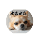 Taylor Design（個別スタンプ：2）