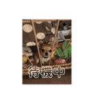 Taylor Design（個別スタンプ：4）