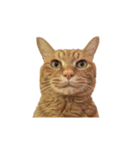 貫禄の猫。シンバ。（個別スタンプ：1）