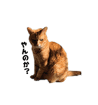 貫禄の猫。シンバ。（個別スタンプ：3）