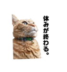 貫禄の猫。シンバ。（個別スタンプ：4）