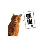 貫禄の猫。シンバ。（個別スタンプ：5）