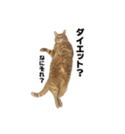 貫禄の猫。シンバ。（個別スタンプ：8）
