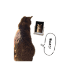 貫禄の猫。シンバ。（個別スタンプ：9）