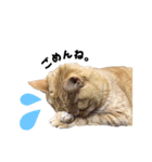 貫禄の猫。シンバ。（個別スタンプ：10）