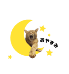 貫禄の猫。シンバ。（個別スタンプ：11）
