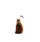 貫禄の猫。シンバ。（個別スタンプ：12）