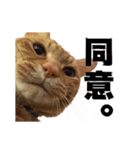 貫禄の猫。シンバ。（個別スタンプ：13）