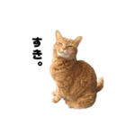 貫禄の猫。シンバ。（個別スタンプ：14）