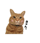 貫禄の猫。シンバ。（個別スタンプ：15）