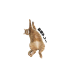 貫禄の猫。シンバ。（個別スタンプ：16）