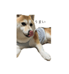 柴犬ユッズ3（個別スタンプ：1）