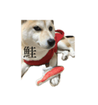 柴犬ユッズ3（個別スタンプ：2）