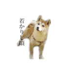 柴犬ユッズ3（個別スタンプ：4）
