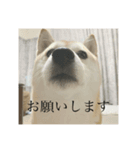 柴犬ユッズ3（個別スタンプ：5）