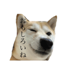 柴犬ユッズ3（個別スタンプ：6）