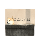 柴犬ユッズ3（個別スタンプ：7）