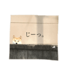 柴犬ユッズ3（個別スタンプ：8）