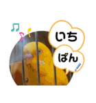 インコのスタンプ《その4》（個別スタンプ：29）