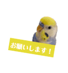 ビビ、チーズ、ウィキ（個別スタンプ：4）