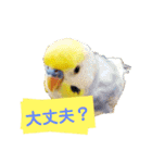 ビビ、チーズ、ウィキ（個別スタンプ：5）