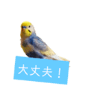 ビビ、チーズ、ウィキ（個別スタンプ：6）