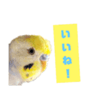 ビビ、チーズ、ウィキ（個別スタンプ：7）