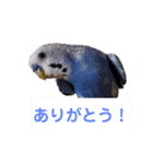 ビビ、チーズ、ウィキ（個別スタンプ：11）