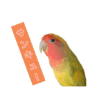 ビビ、チーズ、ウィキ（個別スタンプ：12）