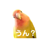 ビビ、チーズ、ウィキ（個別スタンプ：13）