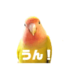 ビビ、チーズ、ウィキ（個別スタンプ：14）