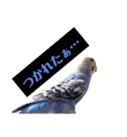 ビビ、チーズ、ウィキ（個別スタンプ：15）