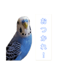 ビビ、チーズ、ウィキ（個別スタンプ：16）