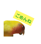 ビビ、チーズ、ウィキ（個別スタンプ：20）