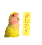 ビビ、チーズ、ウィキ（個別スタンプ：21）