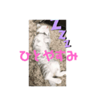 蘭丸まる4（個別スタンプ：2）