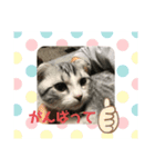 蘭丸まる4（個別スタンプ：7）
