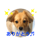 クウタのスタンプ（個別スタンプ：1）