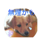 クウタのスタンプ（個別スタンプ：4）
