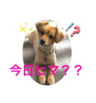クウタのスタンプ（個別スタンプ：5）