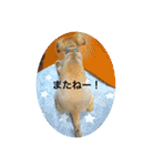 クウタのスタンプ（個別スタンプ：7）