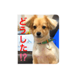 クウタのスタンプ（個別スタンプ：11）