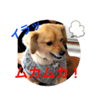 クウタのスタンプ（個別スタンプ：12）