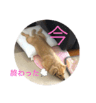 クウタのスタンプ（個別スタンプ：16）