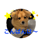 クウタのスタンプ（個別スタンプ：19）