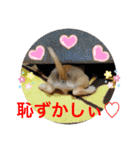 クウタのスタンプ（個別スタンプ：22）