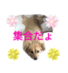 クウタのスタンプ（個別スタンプ：24）