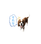 キャバリア 〈そら☁️〉➁（個別スタンプ：2）