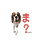 キャバリア 〈そら☁️〉➁（個別スタンプ：3）