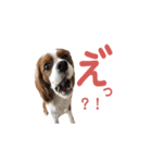 キャバリア 〈そら☁️〉➁（個別スタンプ：4）